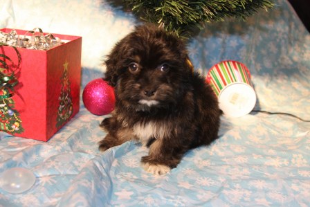 havanese-puppies